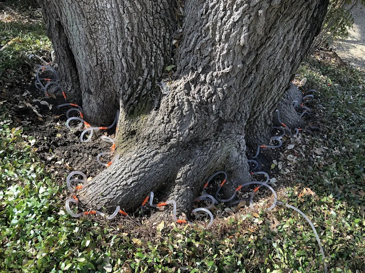 Detailed Tree Cabling and Bracing job site in La Moille