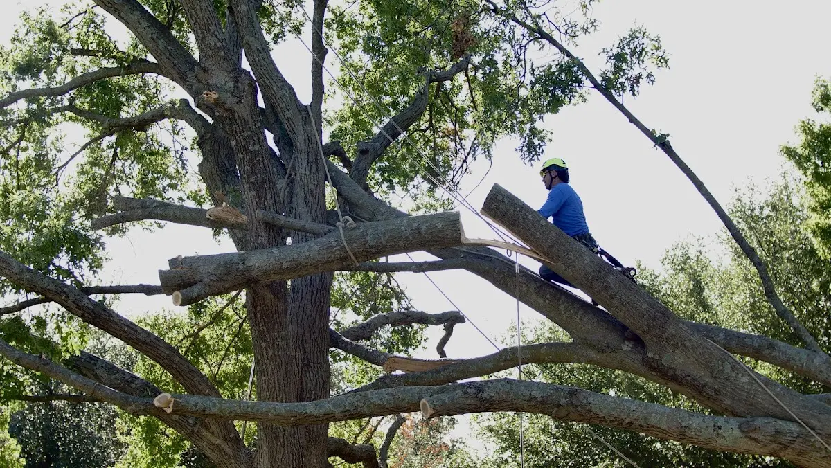 Professional Hazardous Tree Removal performed by certified arborists in La Moille