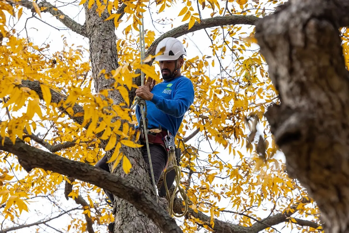Skilled Tree Pruning crew working in La Moille