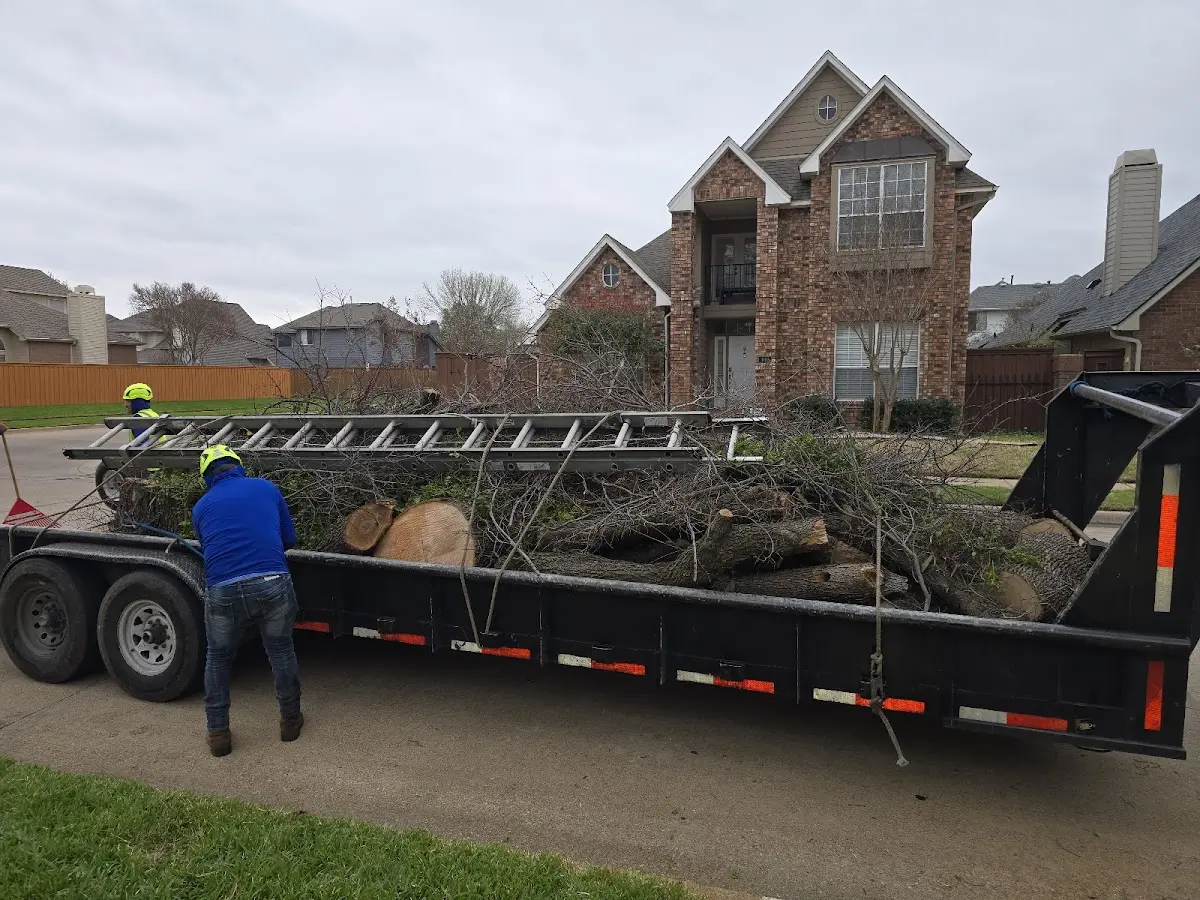 Expert Tree Removal with proper safety equipment in La Moille